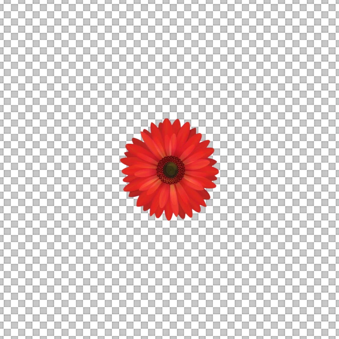 Red Gerbera Daisy Flower Head Illustration PNG