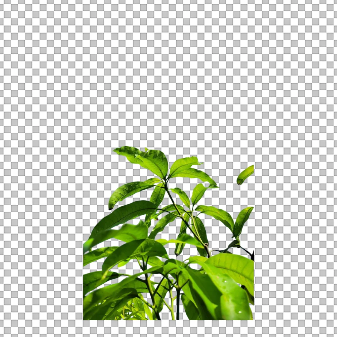 Lush Green Plant Leaves PNG