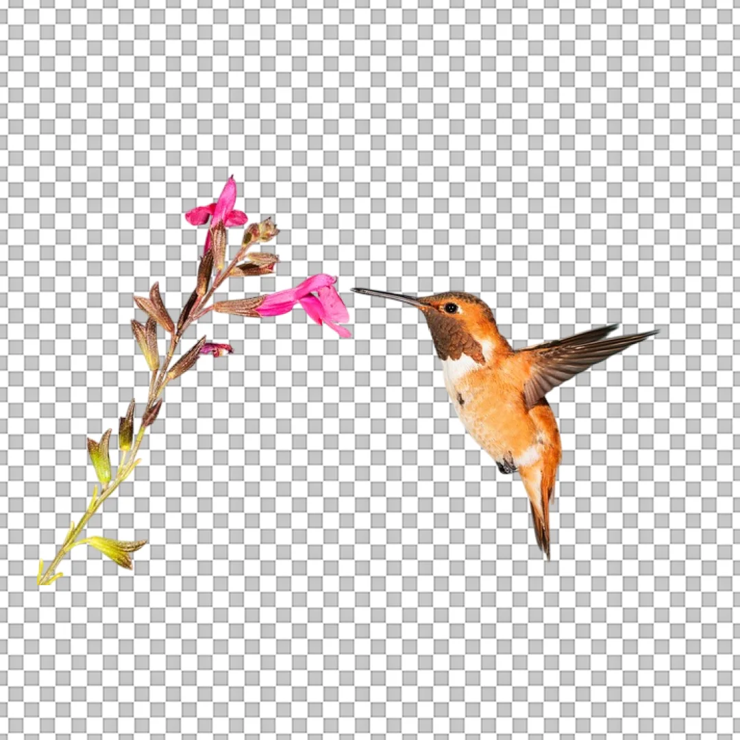 Hummingbird Feeding Flower PNG