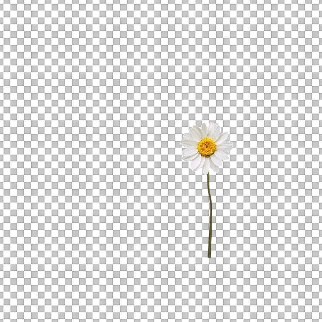 Single White Daisy Flower Stem PNG