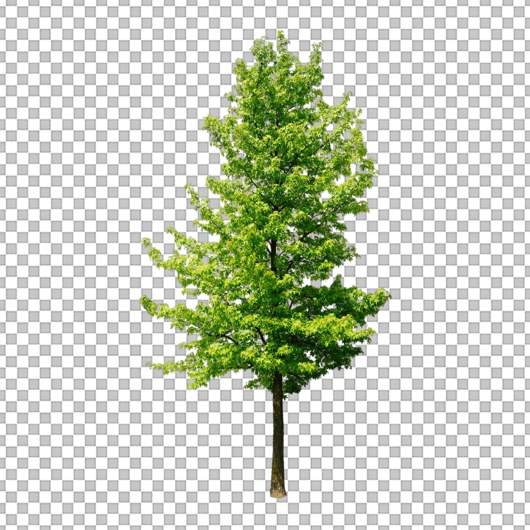 Tall Green Deciduous Tree Isolated PNG