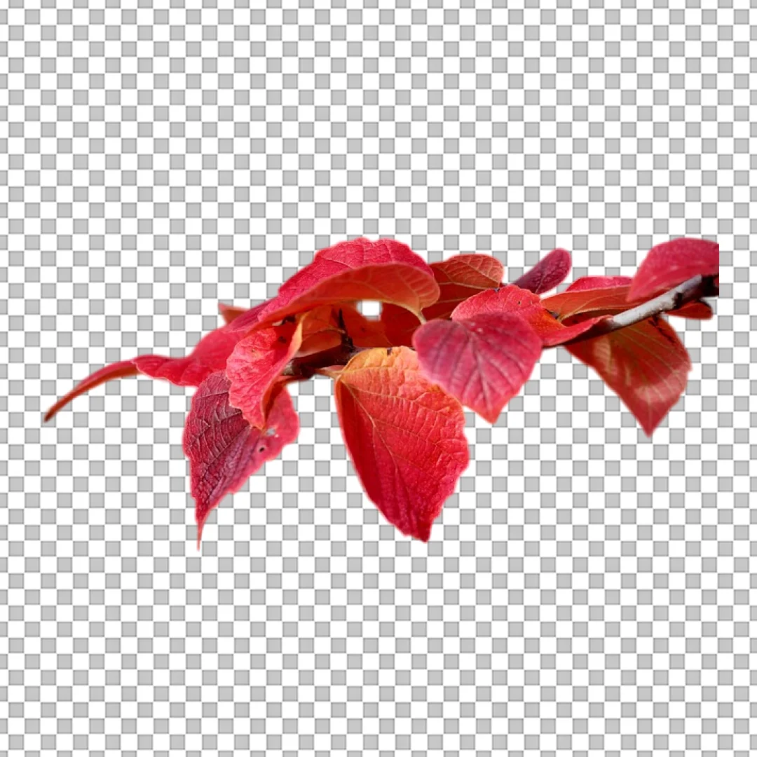 Red Autumn Leaves Branch PNG