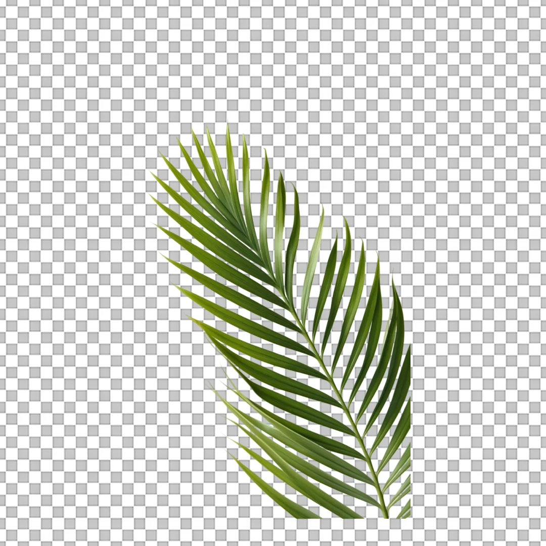 Leaf Palm PNG