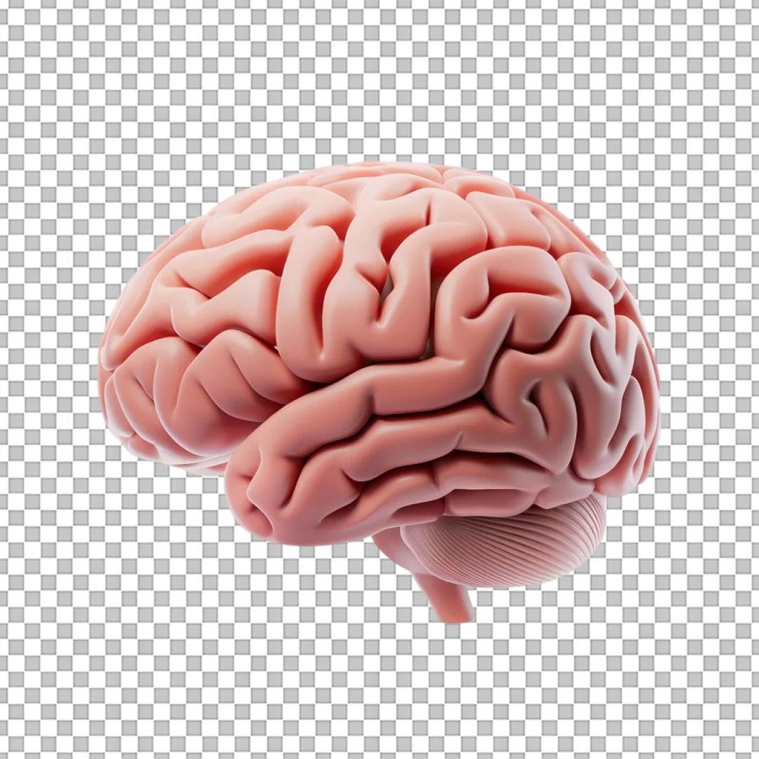Pink Human Brain 3D Model PNG