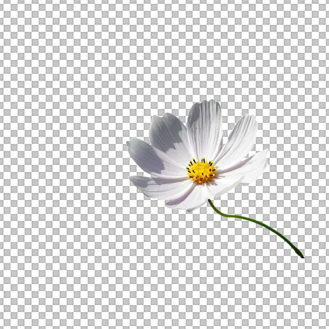 White Cosmos Flower PNG