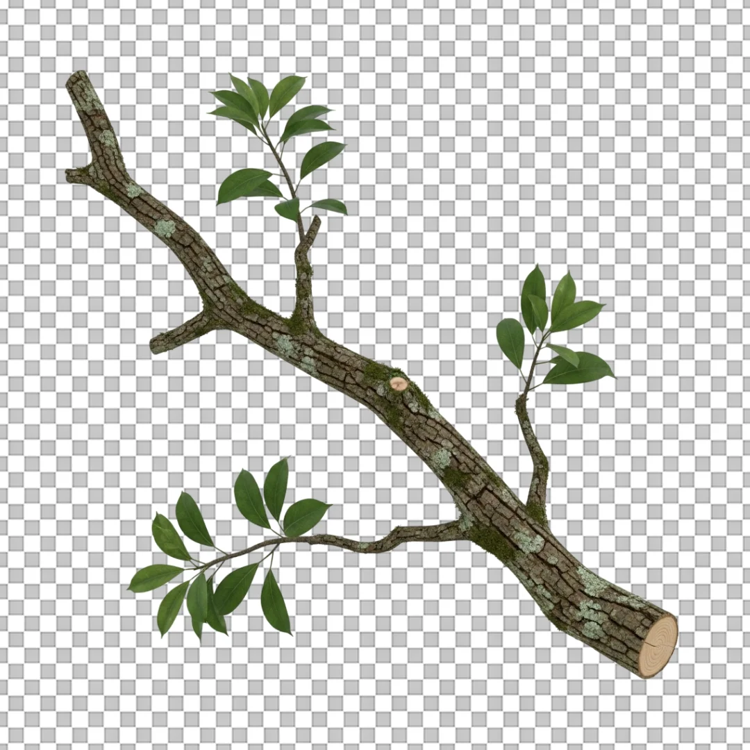 Tree Branch Green Leaves PNG